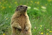 96 Marmotta in sentinella tra il verde dei pascoli ai Piani dell'Avaro